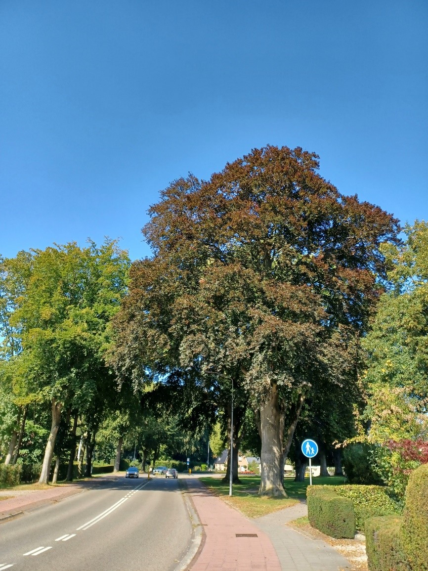 Monumentale bomen aan de Eperweg (rechts)