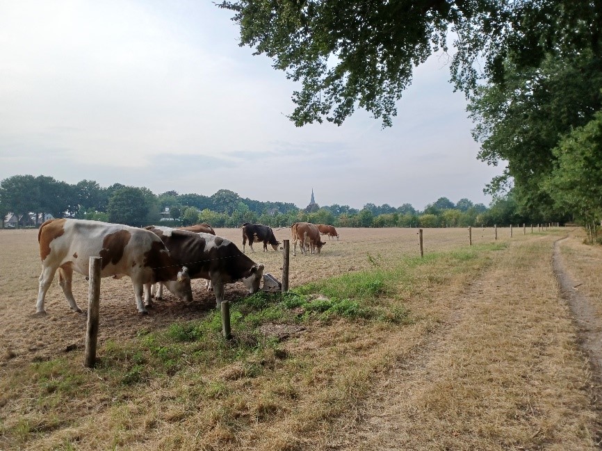 Agrarische zone tussen Heerde-dorp en Landgoed de Bonenburg, inclusief waardevolle zichtlijn naar de kerktoren